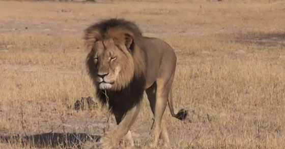 المآسي تطرق باب الاسدين الشقيقين جيريكو وسيسيل وتقضي عليهما خلال ايام!! صورة رقم 4 المآسي تطرق باب الاسدين الشقيقين جيريكو وسيسيل وتقضي عليهما خلال ايام!! صورة رقم 4