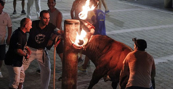 بالصور.. ثيران تهاجم مرتادي مهرجان مليانا بقرون مشتعلة بالنيران صورة رقم 2 بالصور.. ثيران تهاجم مرتادي مهرجان مليانا بقرون مشتعلة بالنيران صورة رقم 2