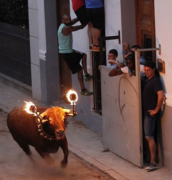 بالصور.. ثيران تهاجم مرتادي مهرجان مليانا بقرون مشتعلة بالنيران صورة رقم 3 بالصور.. ثيران تهاجم مرتادي مهرجان مليانا بقرون مشتعلة بالنيران صورة رقم 3