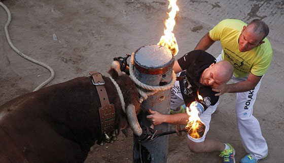 بالصور.. ثيران تهاجم مرتادي مهرجان مليانا بقرون مشتعلة بالنيران صورة رقم 4 بالصور.. ثيران تهاجم مرتادي مهرجان مليانا بقرون مشتعلة بالنيران صورة رقم 4