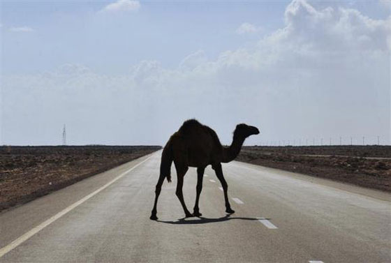 مصرع 6 مصريين واصابة 37 اخرين في حادث تصادم بين سيارة وجمل صورة رقم 1 مصرع 6 مصريين واصابة 37 اخرين في حادث تصادم بين سيارة وجمل صورة رقم 1