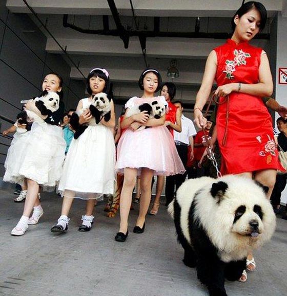 معلومات مجهولة قد تندم انك عرفتها عن جمهورية الصين العظمى!! صورة رقم 3