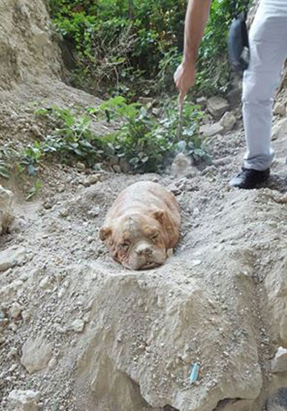 باريس: دفن شاب لكلبه قد يدخله السجن ويدفعه الغرامة الباهظة ايضا صورة رقم 2 باريس: دفن شاب لكلبه قد يدخله السجن ويدفعه الغرامة الباهظة ايضا صورة رقم 2