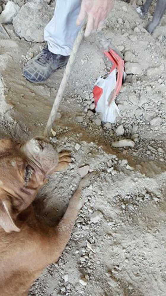 باريس: دفن شاب لكلبه قد يدخله السجن ويدفعه الغرامة الباهظة ايضا صورة رقم 3 باريس: دفن شاب لكلبه قد يدخله السجن ويدفعه الغرامة الباهظة ايضا صورة رقم 3