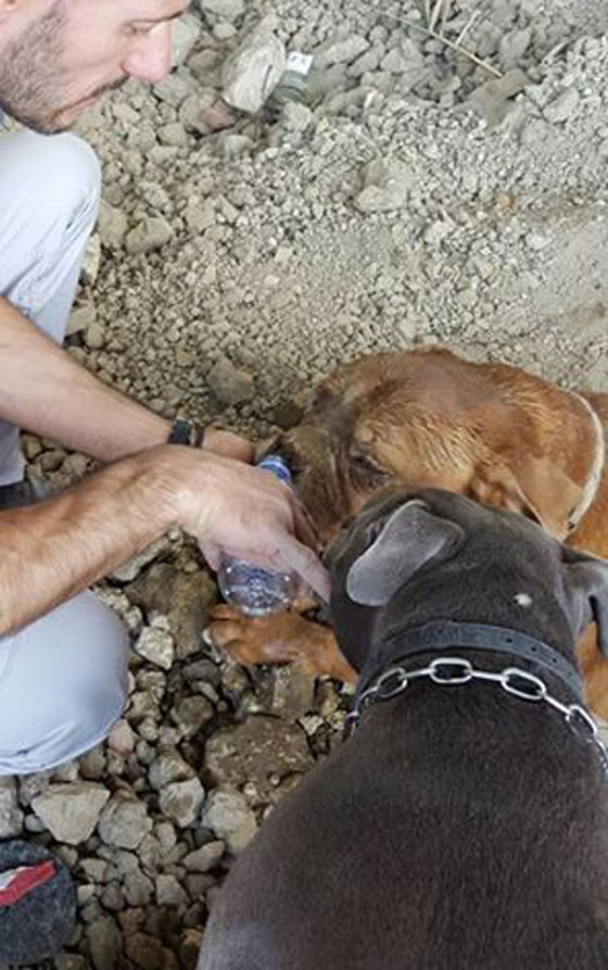 باريس: دفن شاب لكلبه قد يدخله السجن ويدفعه الغرامة الباهظة ايضا صورة رقم 4 باريس: دفن شاب لكلبه قد يدخله السجن ويدفعه الغرامة الباهظة ايضا صورة رقم 4