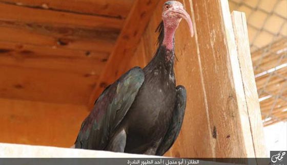 زوجة الرئيس السوري تناشد المنظمات بانقاذ طائر ابومنجل من داعش صورة رقم 1