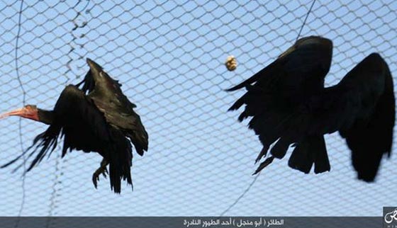 زوجة الرئيس السوري تناشد المنظمات بانقاذ طائر ابومنجل من داعش صورة رقم 2