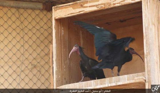 زوجة الرئيس السوري تناشد المنظمات بانقاذ طائر ابومنجل من داعش صورة رقم 3