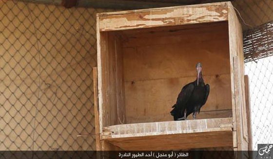 زوجة الرئيس السوري تناشد المنظمات بانقاذ طائر ابومنجل من داعش صورة رقم 4