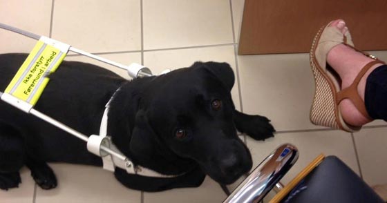 موظفو ماكدونالد يطردون مكفوفة لاصطحابها كلب مرافقة المكفوفين صورة رقم 3