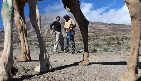 محققين انجازا تاريخيا.. جملان عربيان يرتقيان اعلى قمة في افريقيا  صورة رقم 4