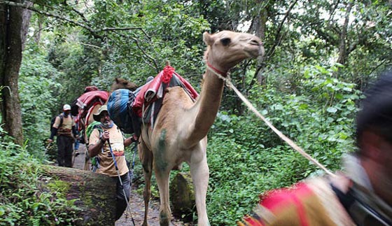 محققين انجازا تاريخيا.. جملان عربيان يرتقيان اعلى قمة في افريقيا  صورة رقم 6