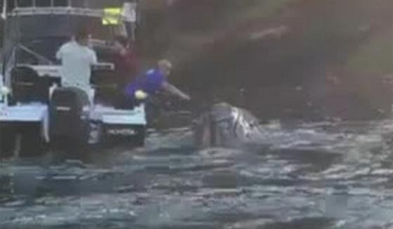 بالفيديو.. حوت يستنجد بالصيادين لاخراج اكياس علقت في فمه صورة رقم 3