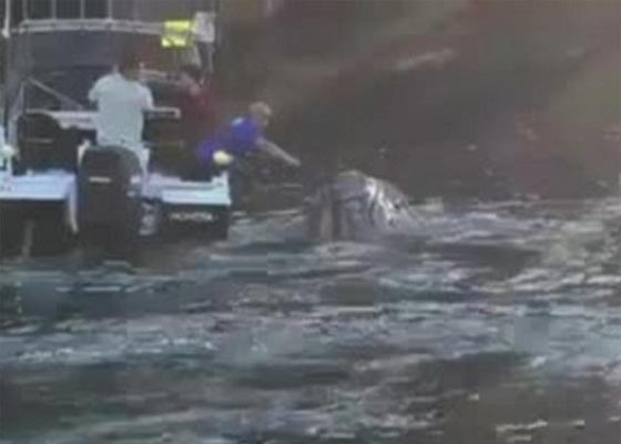 بالفيديو.. حوت يستنجد بالصيادين لاخراج اكياس علقت في فمه صورة رقم 1