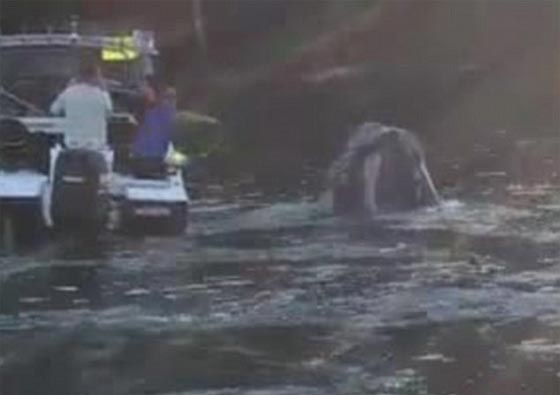 بالفيديو.. حوت يستنجد بالصيادين لاخراج اكياس علقت في فمه صورة رقم 2