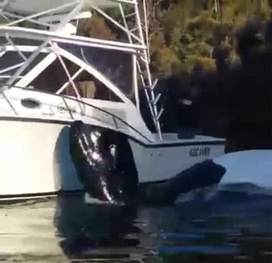 بالفيديو.. حوت يستنجد بالصيادين لاخراج اكياس علقت في فمه صورة رقم 4