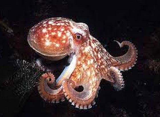 الاخطبوط كائن فضائي تركيبته لا تنتمي لمخلوقات الارض وذكي صورة رقم 2