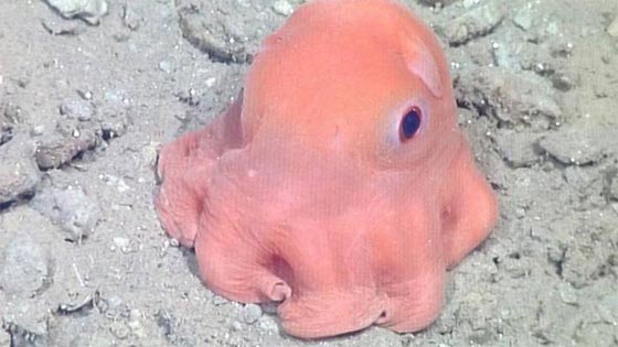 الاخطبوط كائن فضائي تركيبته لا تنتمي لمخلوقات الارض وذكي صورة رقم 1