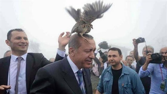  بالصور.. لماذا حط الطائر على رأس أردوغان؟ صورة رقم 5