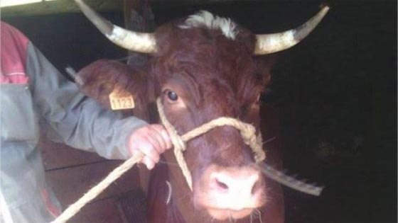 بقرة فرنسية حامل تحصل على الامان بعد فرارها من المسلخ صورة رقم 1