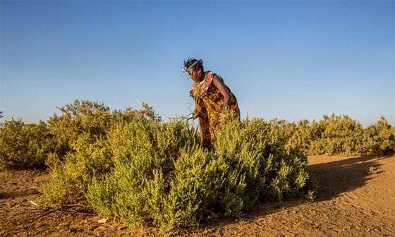 قرية تعيش فيها النساء فقط وتصدر قراراتها من تحت شجرة الكلام صورة رقم 6