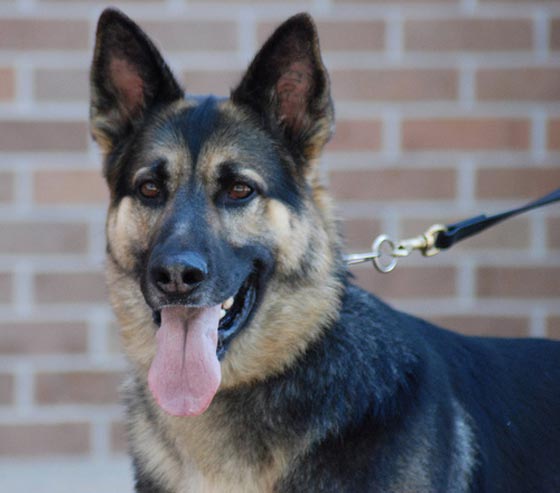 تشخيص كاذب من كلب يتسبب باغلاق محطة نووية في امريكا صورة رقم 2 تشخيص كاذب من كلب يتسبب باغلاق محطة نووية في امريكا صورة رقم 2