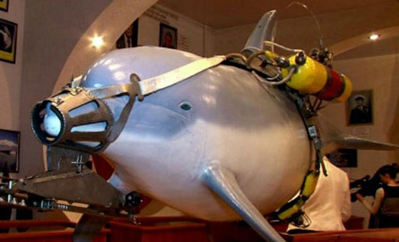 اسرائيل تزرع دولفينا في سواحل غزة.. مهمته القتل والاغتيال صورة رقم 1 اسرائيل تزرع دولفينا في سواحل غزة.. مهمته القتل والاغتيال صورة رقم 1