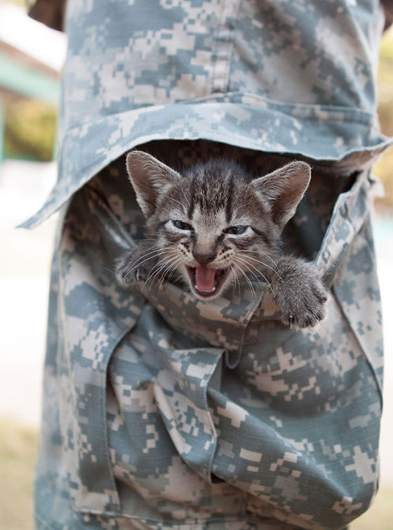 صور مؤثرة تجمع بين الجنود والقطط اوقات الحروب.. شاهدها صورة رقم 3 صور مؤثرة تجمع بين الجنود والقطط اوقات الحروب.. شاهدها صورة رقم 3