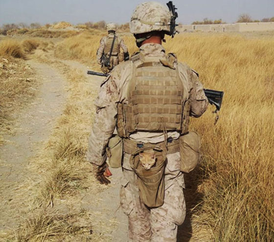 صور مؤثرة تجمع بين الجنود والقطط اوقات الحروب.. شاهدها صورة رقم 14 صور مؤثرة تجمع بين الجنود والقطط اوقات الحروب.. شاهدها صورة رقم 14