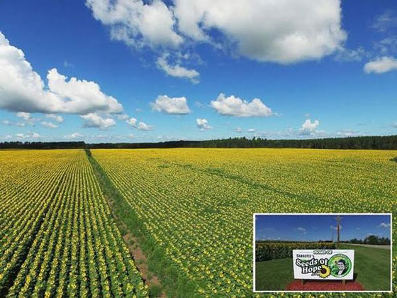 فلاح يزرع 400 فدان عبّاد الشمس تكريما لزوجته ولأجل ابحاث السرطان صورة رقم 1