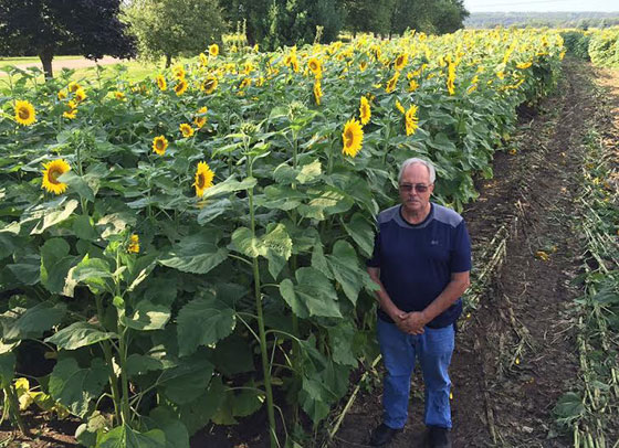 فلاح يزرع 400 فدان عبّاد الشمس تكريما لزوجته ولأجل ابحاث السرطان صورة رقم 3
