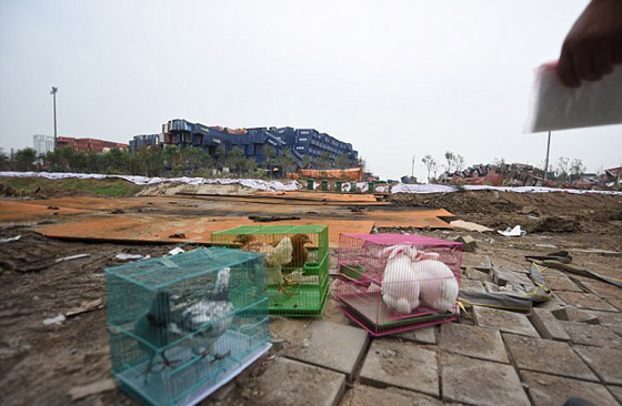بالفيديو.. الصين تختبر خلو الاجواء من المواد السامة بالأرانب والدجاج صورة رقم 1