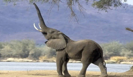 تايلند: فيل هائج يقضي على قائده بنابيه ويفر حاملا عائلة مرعوبة صورة رقم 1