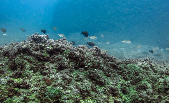 شواطيء المتوسط تتعرض لهجوم اسراب القناديل.. من قناة السويس صورة رقم 2