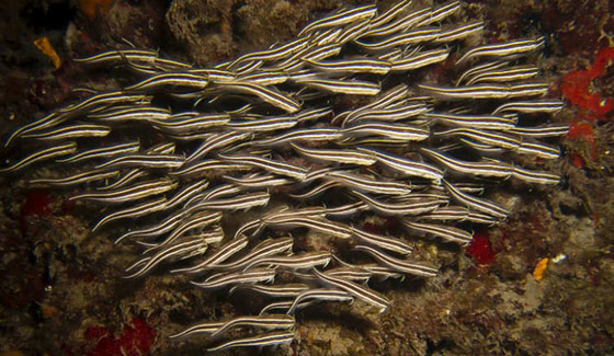 شواطيء المتوسط تتعرض لهجوم اسراب القناديل.. من قناة السويس صورة رقم 3