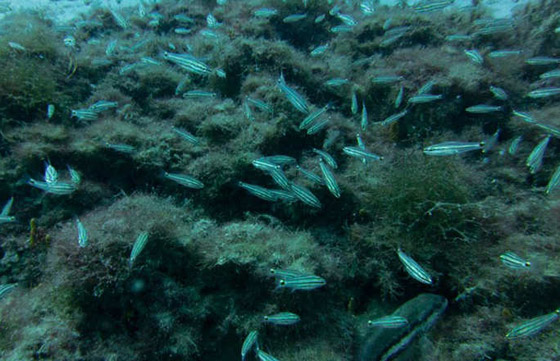 شواطيء المتوسط تتعرض لهجوم اسراب القناديل.. من قناة السويس صورة رقم 4