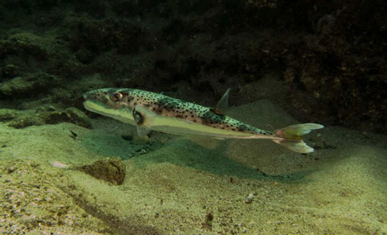 شواطيء المتوسط تتعرض لهجوم اسراب القناديل.. من قناة السويس صورة رقم 5