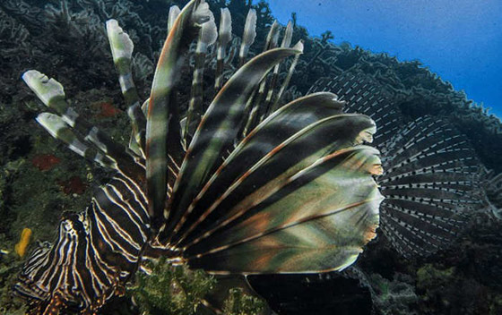 شواطيء المتوسط تتعرض لهجوم اسراب القناديل.. من قناة السويس صورة رقم 6