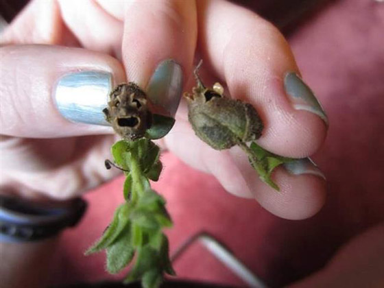 هذه هي شجرة الزقوم ثمارها كالشياطين وياكل منها اهل النار!! صورة رقم 6 هذه هي شجرة الزقوم ثمارها كالشياطين وياكل منها اهل النار!! صورة رقم 6