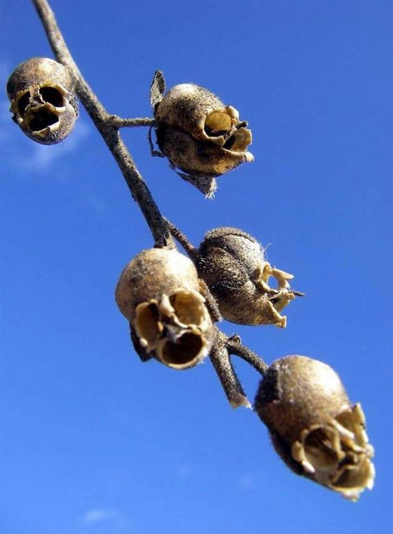 هذه هي شجرة الزقوم ثمارها كالشياطين وياكل منها اهل النار!! صورة رقم 4 هذه هي شجرة الزقوم ثمارها كالشياطين وياكل منها اهل النار!! صورة رقم 4