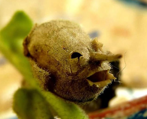 هذه هي شجرة الزقوم ثمارها كالشياطين وياكل منها اهل النار!! صورة رقم 5 هذه هي شجرة الزقوم ثمارها كالشياطين وياكل منها اهل النار!! صورة رقم 5