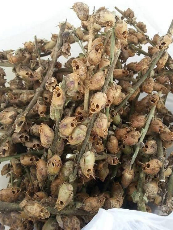 هذه هي شجرة الزقوم ثمارها كالشياطين وياكل منها اهل النار!! صورة رقم 2 هذه هي شجرة الزقوم ثمارها كالشياطين وياكل منها اهل النار!! صورة رقم 2