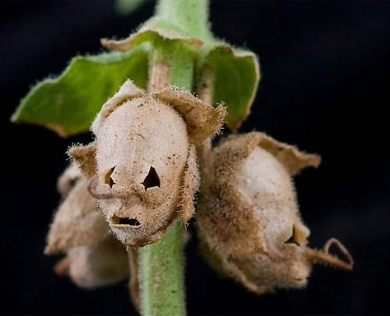 هذه هي شجرة الزقوم ثمارها كالشياطين وياكل منها اهل النار!! صورة رقم 1 هذه هي شجرة الزقوم ثمارها كالشياطين وياكل منها اهل النار!! صورة رقم 1