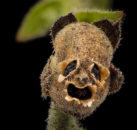 هذه هي شجرة الزقوم ثمارها كالشياطين وياكل منها اهل النار!! صورة رقم 3 هذه هي شجرة الزقوم ثمارها كالشياطين وياكل منها اهل النار!! صورة رقم 3