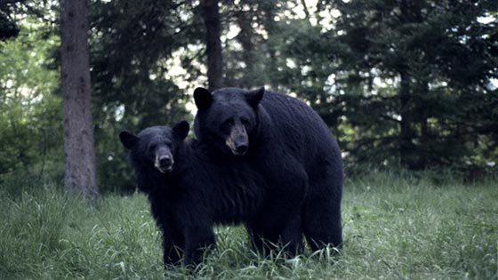 دب لكل صياد في فلوريدا.. على الا يتجاوز رقم القتلى 320 دبا صورة رقم 1 دب لكل صياد في فلوريدا.. على الا يتجاوز رقم القتلى 320 دبا صورة رقم 1