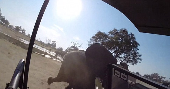 حالة رعب.. شاهد كيف هاجم الفيل سيارة سائحين في متنزه  صورة رقم 1