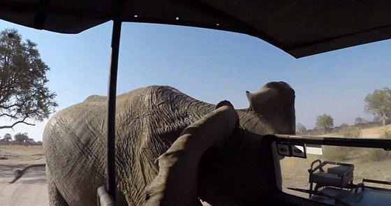 حالة رعب.. شاهد كيف هاجم الفيل سيارة سائحين في متنزه  صورة رقم 2