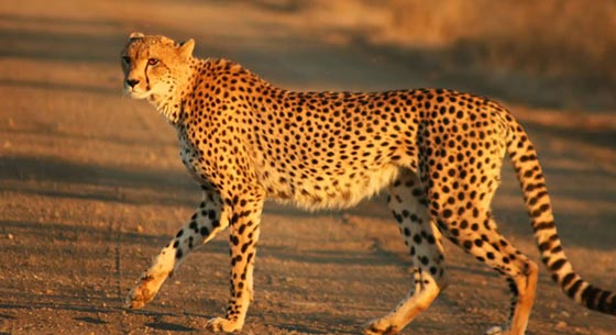 اغلاق حديقة حيوانات في امريكيا بعد فرار فهد من قفصه صورة رقم 1