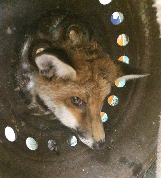 انقاذ ثعلب علق رأسه داخل عجلة سيارة.. شاهد الصور صورة رقم 1