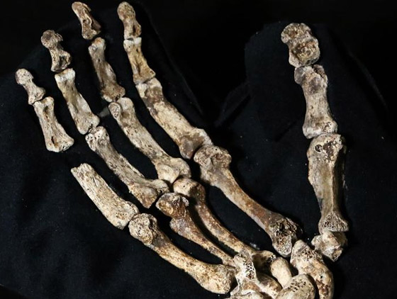 اكتشاف سلالة بشرية سبقت الانسان ولا علاقة لها بالنوع البشري اليوم صورة رقم 3